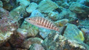 Los peces rayados se deslizan con gracia entre las rocas coloridas bajo el agua, creando una escena fascinante que recuerda a una aventura de "Oferta: Bautismo de buceo (Granada)". - ForTwo - Planes para parejas