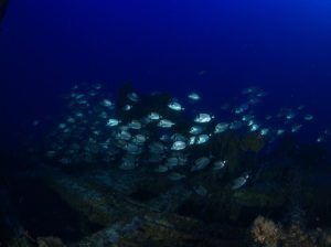 Un banco de peces se desliza con gracia sobre un naufragio sumergido en el profundo océano azul de Granada, creando una fascinante vista submarina. Descubre esta impresionante escena con nuestra "Oferta: Bautismo de buceo (Granada)" y experimenta el encanto de la naturaleza bajo las olas. - ForTwo - Planes para parejas