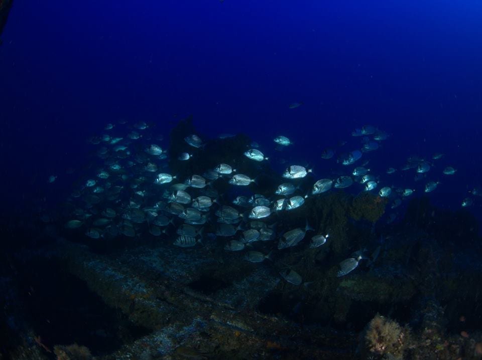 Un banco de peces se desliza con gracia sobre un naufragio sumergido en el profundo océano azul de Granada, creando una fascinante vista submarina. Descubre esta impresionante escena con nuestra "Oferta: Bautismo de buceo (Granada)" y experimenta el encanto de la naturaleza bajo las olas. - ForTwo - Planes para parejas