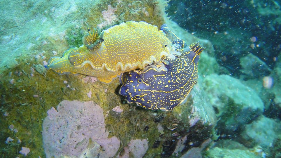 Dos coloridos nudibranquios, uno amarillo y otro azul, adornan las rocas submarinas cubiertas de algas en Granada, creando una escena vibrante como una "Oferta: Bautismo de buceo" para aquellos cautivados por las maravillas marinas. - ForTwo - Planes para parejas