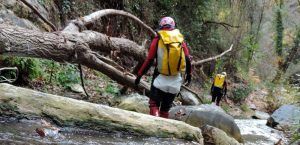 Dos aventureros con mochilas amarillas navegan por un arroyo del bosque, maniobrando hábilmente entre árboles y rocas, recordando la experiencia del "Barranquismo en Granada - Ruta completa Río Verde" cerca de Granada. - ForTwo - Planes para parejas