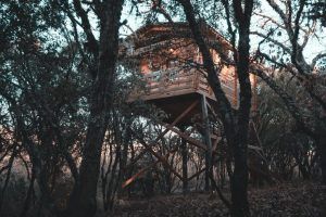 Ubicada en lo alto entre árboles sin hojas en un bosque bajo un cielo nublado, esta casa en el árbol de madera evoca el encanto acogedor de la Cabaña águila imperial en el parque nacional de Cabañeros, ofreciendo un aislamiento tranquilo. - ForTwo - Planes para parejas