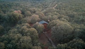Una acogedora Cabaña Águila Imperial con techo azul ubicada entre densos árboles verdes, vista desde arriba sobre el impresionante Parque Nacional de Cabañeros. - ForTwo - Planes para parejas