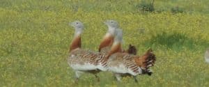 Las avutardas pasean elegantemente entre flores amarillas, proporcionando una experiencia cautivadora de Avistamiento de Aves en Cáceres. - ForTwo - Planes para parejas