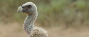 Primer plano de un buitre sobre un fondo natural desenfocado, representando Avistamiento de aves (Cáceres). - ForTwo - Planes para parejas