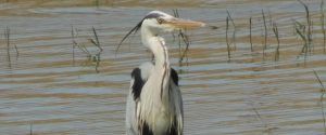 En el sereno entorno de Cáceres, una garza se yergue con gracia entre aguas poco profundas y delicados juncos. Es un entorno idílico para el avistamiento de aves. - ForTwo - Planes para parejas