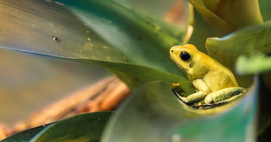 Una pequeña rana de color verde amarillento, que recuerda a las criaturas exóticas que puedes descubrir con Entradas para Faunia (Madrid), se posa graciosamente sobre una hoja verde vibrante. - ForTwo - Planes para parejas