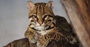 Un ocelote en Faunia Madrid descansa graciosamente en la rama de un árbol, mirando directamente a la cámara mientras disfrutas de tus Entradas para Faunia (Madrid). - ForTwo - Planes para parejas