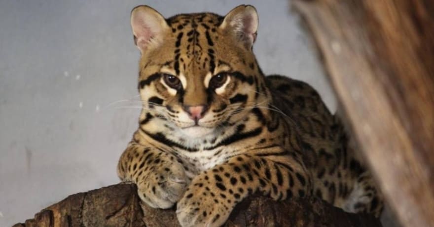 Un ocelote en Faunia Madrid descansa graciosamente en la rama de un árbol, mirando directamente a la cámara mientras disfrutas de tus Entradas para Faunia (Madrid). - ForTwo - Planes para parejas