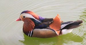 Un colorido pato mandarín se desliza sobre el agua verde, haciendo alarde de su vívido plumaje, haciendo eco de las cautivadoras aventuras de vida silvestre disponibles con Entradas para Faunia (Madrid). - ForTwo - Planes para parejas