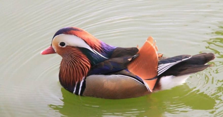 Un colorido pato mandarín se desliza sobre el agua verde, haciendo alarde de su vívido plumaje, haciendo eco de las cautivadoras aventuras de vida silvestre disponibles con Entradas para Faunia (Madrid). - ForTwo - Planes para parejas