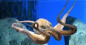 Un pulpo nada con gracia bajo el agua en L'Aquàrium de Barcelona, con sus tentáculos elegantemente extendidos sobre un fondo azul con formaciones rocosas. Reserva tus Entradas para L'Aquàrium y presencia de cerca este fascinante ballet marino. - ForTwo - Planes para parejas