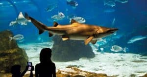 Las entradas al L'Aquàrium de Barcelona permiten admirar las siluetas de dos personas cautivadas por un majestuoso tiburón que se desliza junto a peces más pequeños en las encantadoras profundidades. - ForTwo - Planes para parejas