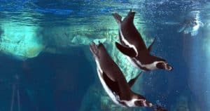 Dos pingüinos se deslizan con gracia bajo el agua en L'Aquàrium de Barcelona, envueltos por rocas y burbujas, con Entradas para el L'Aquàrium (Barcelona). - ForTwo - Planes para parejas