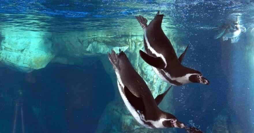 Dos pingüinos se deslizan con gracia bajo el agua en L'Aquàrium de Barcelona, envueltos por rocas y burbujas, con Entradas para el L'Aquàrium (Barcelona). - ForTwo - Planes para parejas