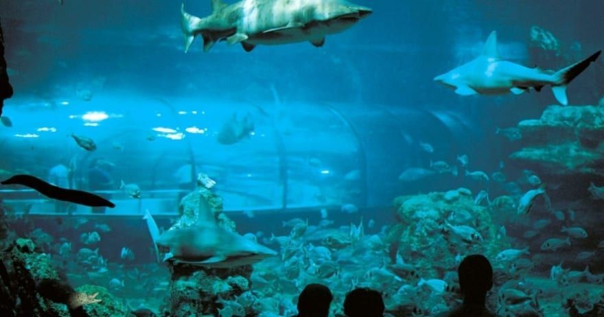 En L'Aquàrium de Barcelona, los tiburones se deslizan graciosamente cerca del túnel de cristal mientras los visitantes asombrados los observan a través de sus Entradas para el L'Aquàrium (Barcelona). - ForTwo - Planes para parejas