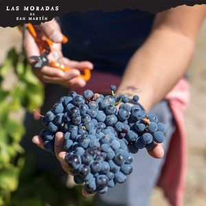 En Las Moradas de San Martín, una persona se prepara para cosechar uvas oscuras con tijeras en mano, prometiendo una exquisita experiencia de "Cata de vino bajo las estrellas". - ForTwo - Planes para parejas