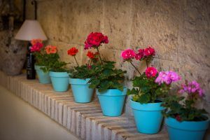Geranios en macetas de color turquesa adornan una repisa de ladrillo a lo largo de una pared de piedra texturizada, haciéndose eco del encantador ambiente de Bodegas Mezquita, ideal para una "Oferta: cena para dos en Bodegas Mezquita, menú especial Mezquita (Córdoba). - ForTwo - Planes para parejas