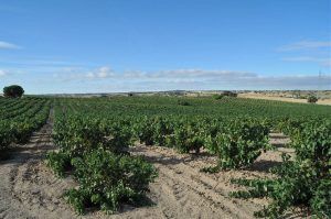 Un vasto viñedo bajo un cielo azul claro con hileras de vides verdes que recuerdan la tranquilidad del campo de la Bodega y Viñedos Muñoz Martín en Madrid. - ForTwo - Planes para parejas