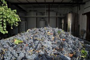 Un gran montón de uvas recién cosechadas se encuentra frente a la Bodega Muñoz Martín, cerca de los viñedos a las afueras de Madrid, con relucientes tanques de metal listos para su procesamiento durante la Visita con cata opcional. - ForTwo - Planes para parejas