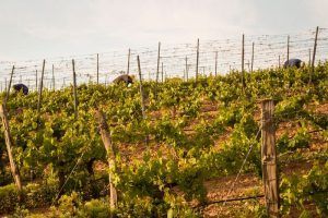 En un día soleado en Madrid, los trabajadores cuidan con destreza las exuberantes vides en la ladera de El Regajal, sede de la experiencia de la "Cata de vino". - ForTwo - Planes para parejas