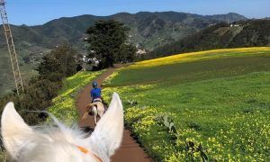 Experimente las ondulantes colinas de Tenerife a caballo en un tranquilo "Paseo a caballo" de 90 minutos, mientras viaja a través de exuberantes campos verdes y amarillos. - ForTwo - Planes para parejas