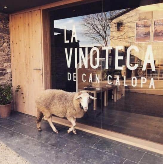 Una oveja se encuentra a la entrada de una tienda de vinos con un cartel en la puerta que dice "LA VINOTECA DE CAN CALOPA", en medio del encanto de la aventura enoturística que lidera el Hotel Lotus Priorat en Falset. - ForTwo - Planes para parejas