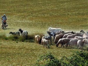 Bajo el brillante sol de Barcelona, un pastor en "Una mañana haciendo de pastor en Cal Serrats" guía ovejas y cabras por campos exuberantes. - ForTwo - Planes para parejas