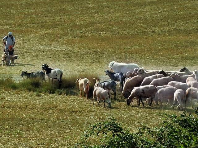 Bajo el brillante sol de Barcelona, un pastor en "Una mañana haciendo de pastor en Cal Serrats" guía ovejas y cabras por campos exuberantes. - ForTwo - Planes para parejas