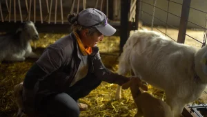 En un pajar rústico, un pastor cuida cabras sobre un suelo de paja, capturando la tranquilidad de los paisajes pastorales de Cal Serrats, cerca de Barcelona. - ForTwo - Planes para parejas