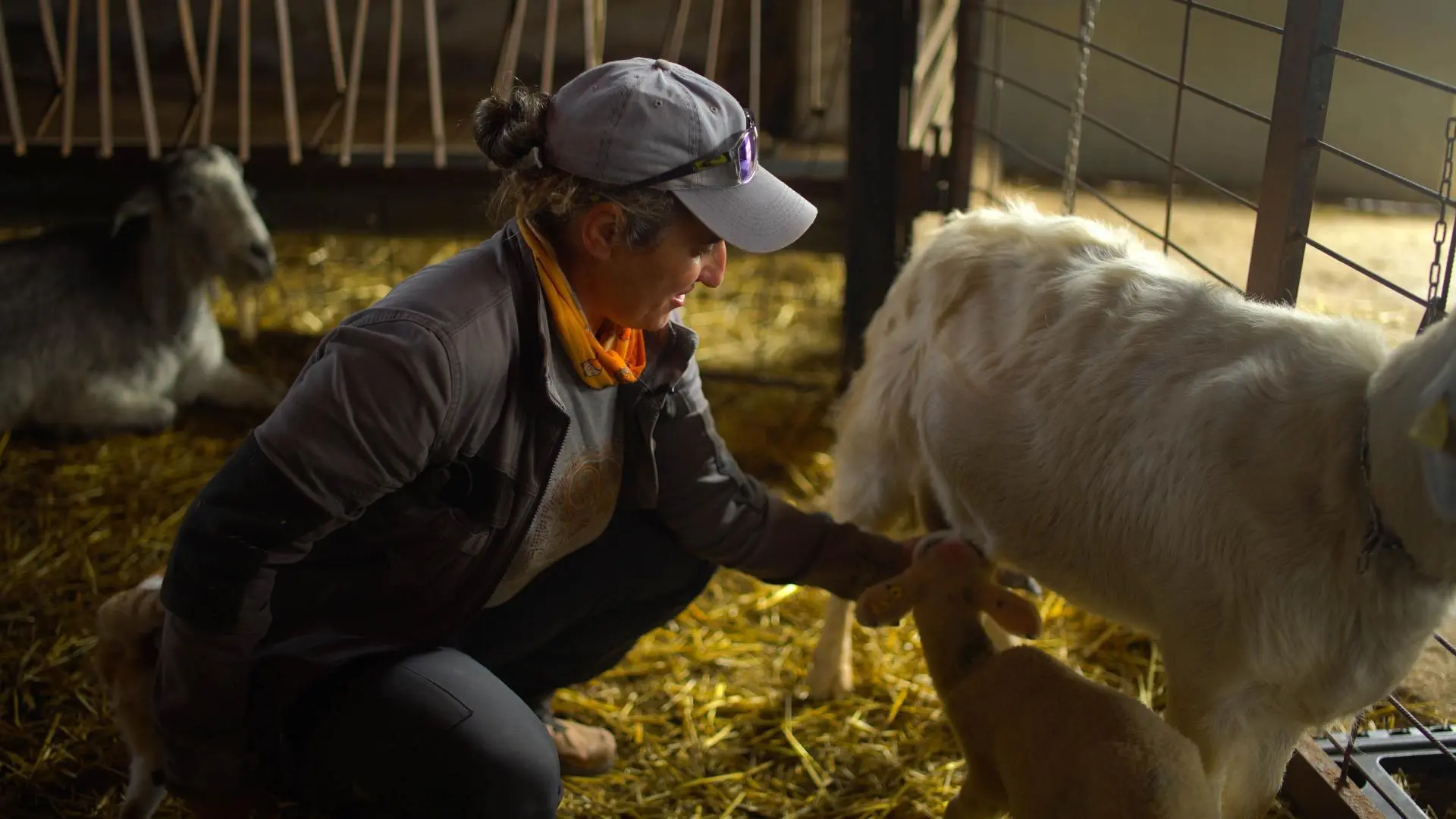 En un pajar rústico, un pastor cuida cabras sobre un suelo de paja, capturando la tranquilidad de los paisajes pastorales de Cal Serrats, cerca de Barcelona. - ForTwo - Planes para parejas