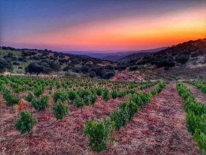 Al atardecer sobre Sierra Morena, el viñedo brilla con tonos naranja azulados sobre las verdes vides. Este pintoresco entorno, conocido como Destino Starlight Cielos de Sierra Morena, ofrece el escenario perfecto para disfrutar de vinos naturales entre ondulantes colinas. - ForTwo - Planes para parejas