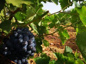 Las uvas oscuras florecen en una vid en el rico suelo de Sierra Morena, con hojas verdes enmarcando la escena, que recuerda a Degustación de vinos naturales en Destino Starlight Cielos de Sierra Morena (Córdoba). - ForTwo - Planes para parejas