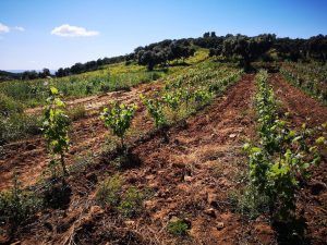Bajo los cielos soleados de Sierra Morena, las vides jóvenes florecen en el exuberante paraíso de Destino Starlight, elaborando vinos naturales. - ForTwo - Planes para parejas