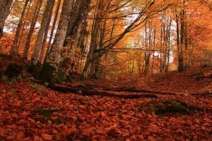 El Iglús panorámicos en plena Selva de Irati (Navarra) ofrece una experiencia inmersiva en un escenario de bosque otoñal con altos árboles y hojas caídas en vibrantes tonos naranjas. - ForTwo - Planes para parejas