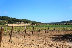 Un viñedo con vides jóvenes y estacas de madera conduce a una bodega, que ofrece un entorno pintoresco bajo un cielo azul para la experiencia "Visita a bodega con degustación y cata de vinos Miquel Jané" en Barcelona. - ForTwo - Planes para parejas