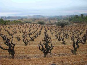 Las vides desnudas se extienden a través del viñedo, contra un fondo brumoso y colinas distantes, invitando a pensar en una futura "Visita a bodega con degustación y cata de vinos Miquel Jané (Barcelona)" en medio de este sereno paisaje de bodegas. - ForTwo - Planes para parejas