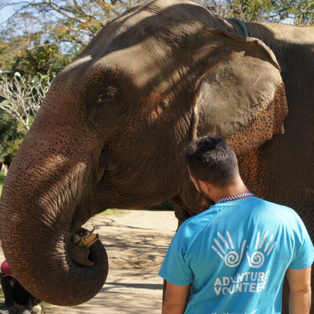 adventure-volunteer-elefantes