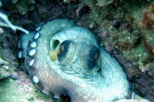 En las cautivadoras aguas de Castro Urdiales, un pulpo exhibe sus tentáculos de anillos azules y sus vibrantes ojos dentro de un arrecife de coral, un espectáculo que invita a los buceadores a experimentar el Bautismo de buceo en Castro Urdiales (Cantabria). - ForTwo - Planes para parejas
