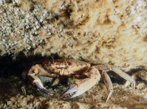 Un cangrejo de ojos rojos y grandes pinzas se refugia bajo una roca arenosa, sobre un fondo texturizado que evoca la agreste belleza de Castro Urdiales, como se experimenta en el "Bautismo de buceo en Castro Urdiales (Cantabria). - ForTwo - Planes para parejas
