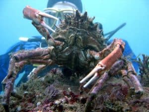 Mientras experimenta un "Bautismo de buceo en Castro Urdiales (Cantabria)", un buzo divisa un gran cangrejo con largas garras en medio de un vibrante arrecife de coral. - ForTwo - Planes para parejas