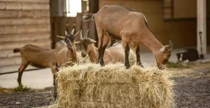 En un rústico granero de Muntanyola, las cabras de Peyu se yerguen orgullosas sobre fardos de heno, acompañadas de otras cabras curiosas cerca. - ForTwo - Planes para parejas