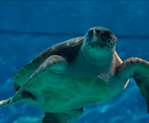 Nadando con gracia a través del océano azul claro, una tortuga marina realiza un ballet submarino en el Acuario de Sevilla, como se ve en Entradas para Agua Mágica y Acuario de Sevilla. - ForTwo - Planes para parejas