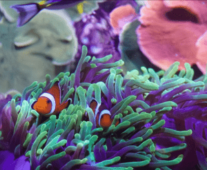 Dos peces payaso se deslizan graciosamente entre radiantes anémonas de mar de color púrpura y verde en el Acuario de Sevilla, creando una escena encantadora como las que se encuentran en Entradas para Agua Mágica y Acuario de Sevilla. - ForTwo - Planes para parejas
