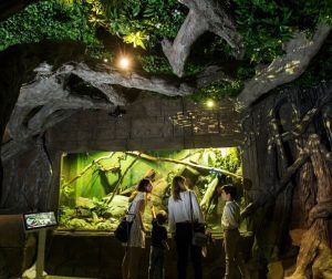 Un grupo admira un gran terrario interior iluminado con árboles y plantas encima, muy parecido a las vibrantes escenas del Acuario de Sevilla. - ForTwo - Planes para parejas