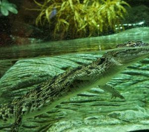 Un majestuoso cocodrilo se desliza bajo el agua cerca de las rocas mientras la exuberante vegetación se mece, una escena que evoca la vibrante vida acuática del famoso Acuario de Sevilla. Comienza tus experiencias con "Entradas para el Acuario de Sevilla". - ForTwo - Planes para parejas