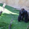 Un gorila se encuentra sobre la hierba entre troncos frente a un muro de piedra en Bioparc, presentado en Escapada a un apartamento + Bioparc + Parque de atracciones (Málaga). - ForTwo - Planes para parejas