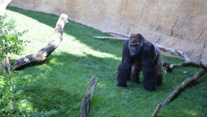 Un gorila se encuentra sobre la hierba entre troncos frente a un muro de piedra en Bioparc, presentado en Escapada a un apartamento + Bioparc + Parque de atracciones (Málaga). - ForTwo - Planes para parejas