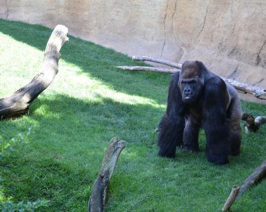 Un gorila se encuentra sobre la hierba entre troncos frente a un muro de piedra en Bioparc, presentado en Escapada a un apartamento + Bioparc + Parque de atracciones (Málaga). - ForTwo - Planes para parejas