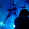 Un visitante se maravilla con los tiburones deslizándose por el acuario iluminado de azul de Agua Mágica, una atracción clave del Acuario de Sevilla, entradas disponibles como Entradas para Agua Mágica y Acuario de Sevilla. - ForTwo - Planes para parejas